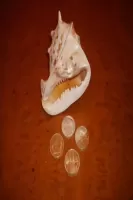 Un tesoro por descubrir